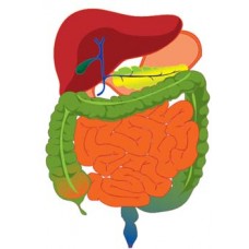 Digestive Enzymes